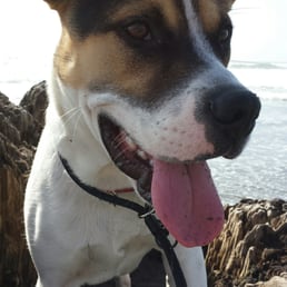 Thanks to Dr. Flores Jack Pup will be back to his healthy happy self!