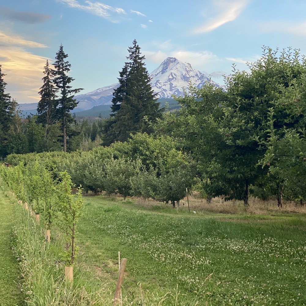 Grateful Vineyard - Grateful Vineyard - Wine Tasting Room Near Me - Mount Hood, Oregon Grateful Vineyard - Grateful Vineyard - Wine Tasting Room Near Me - Mount Hood, Oregon