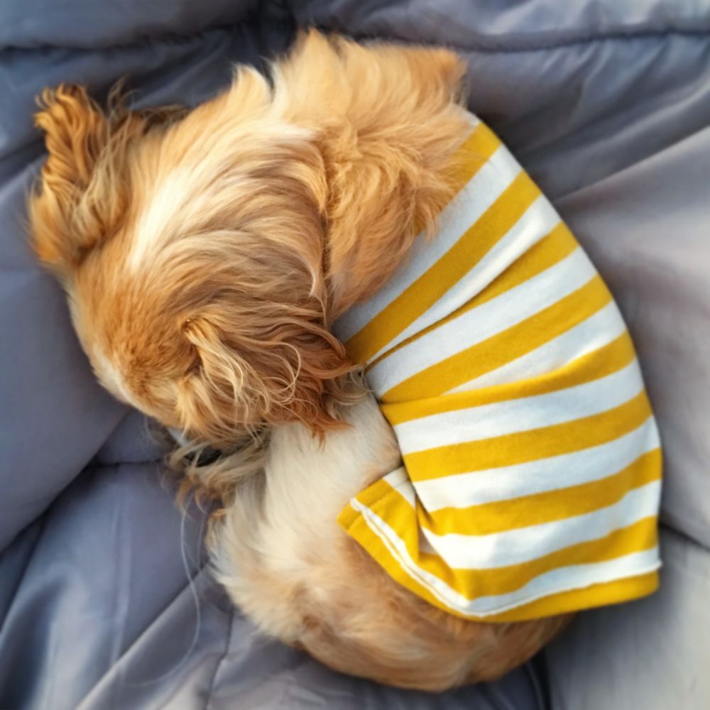 Barking Babies - The coolest T-Shirts at Barking Babies https://www.instagram.com/leothechien/ - Pet Stores Near Me - Vancouver, British Columbia Barking Babies - The coolest T-Shirts at Barking Babies https://www.instagram.com/leothechien/ - Pet Stores Near Me - Vancouver, British Columbia