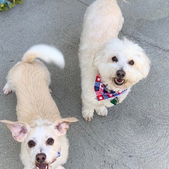Two Dogs Pet Services - Archie and Stewie after their power walk. Happy boys! - Dog Walkers Near Me Two Dogs Pet Services - Archie and Stewie after their power walk. Happy boys! - Dog Walkers Near Me