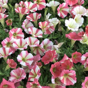 Rooster Home & Hardware - New flowers have arrived! - Hardware Stores Near Me - Dallas, Texas Rooster Home & Hardware - New flowers have arrived! - Hardware Stores Near Me - Dallas, Texas