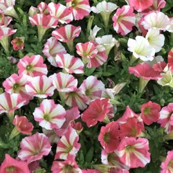 Rooster Home & Hardware - New flowers have arrived!