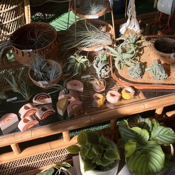 Desert & Vine Botanical Supply - air plants - Home & Garden Near Me - Nashville, Tennessee