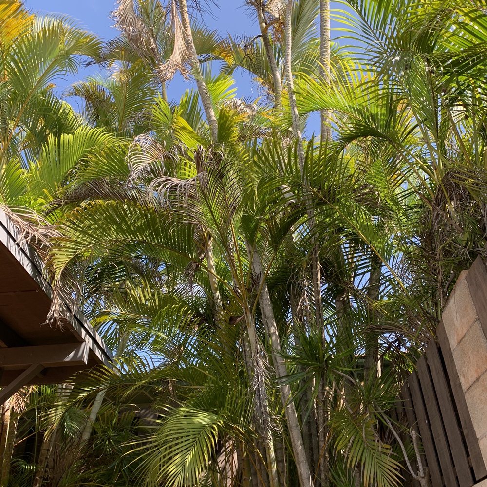 Treescape Hawaii - a bird perched on a palm tree - Tree Services Near Me - Ewa Beach, Hawaii Treescape Hawaii - a bird perched on a palm tree - Tree Services Near Me - Ewa Beach, Hawaii