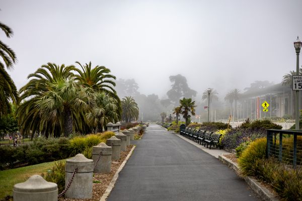 Golden Gate Park by null