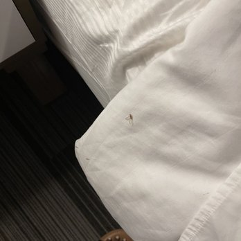 San Juan Hotel - Bugs! Bugs! And more damn bugs ! - Hotels Near Me - Miami Beach, Florida San Juan Hotel - Bugs! Bugs! And more damn bugs ! - Hotels Near Me - Miami Beach, Florida