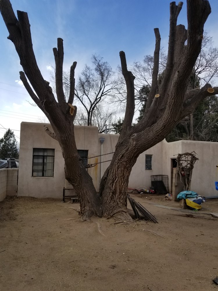 D & A Tree Trimming - tree service in ALBUQUERQUE, NM