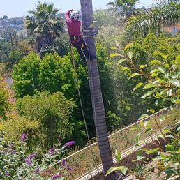 40'palm tree removal