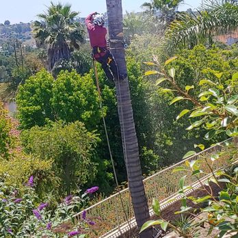 3D Tree Services, Inc. - 40'palm tree removal - Tree Services Near Me