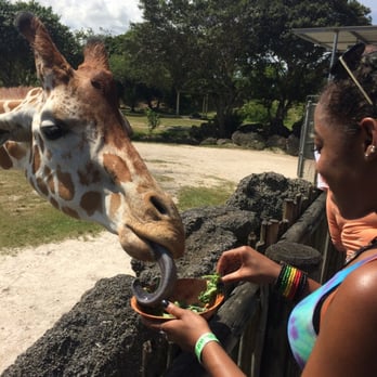 Zoo Miami - We wheeled them in with kale! - Zoos Near Me - Miami, Florida Zoo Miami - We wheeled them in with kale! - Zoos Near Me - Miami, Florida