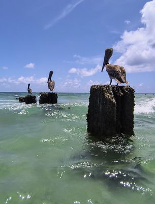 Bal Harbour Beach by null
