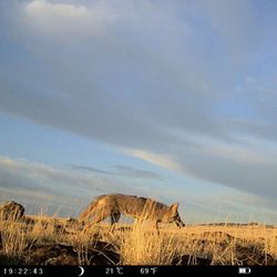 Casa Malpais Archaeology Park and Museum - Coyote crosses at dusk in front of camera at the Casa Malpais National Landmark
