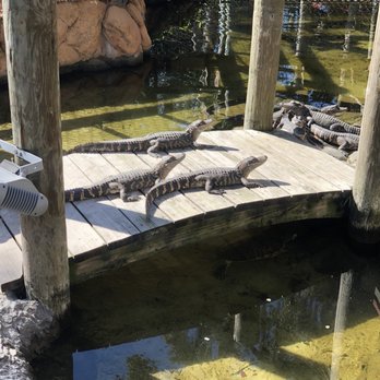 Congo River Golf - Mini Golf Near Me - Clearwater, Florida