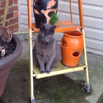 Fancy Cats Rescue Team - Animal Shelters Near Me Fancy Cats Rescue Team - Animal Shelters Near Me