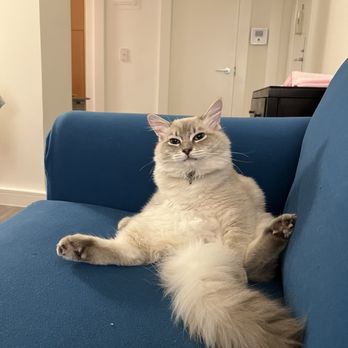 SD Ragdolls - he's chill like that - Pet Breeders Near Me - Beverly Hills, California SD Ragdolls - he's chill like that - Pet Breeders Near Me - Beverly Hills, California