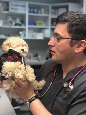 VETERINARY CARE GROUP - MIDDLE VILLAGE - Updated July 2025 - 94 Photos