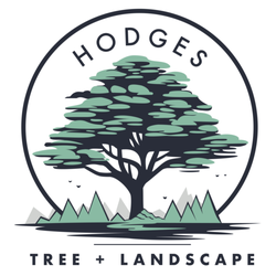 Hodges Tree and Landscape