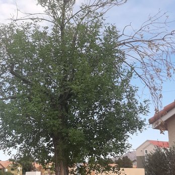 Monkey Tree & Lawn Service - Before - Gardeners Near Me Monkey Tree & Lawn Service - Before - Gardeners Near Me