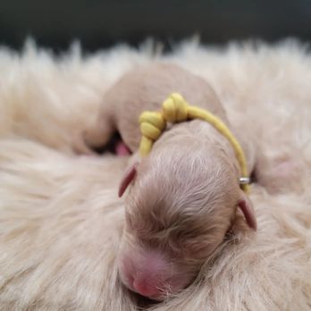 We R Mini Doodles - Shelby's litter came last night. - Pet Breeders Near Me We R Mini Doodles - Shelby's litter came last night. - Pet Breeders Near Me