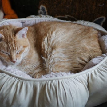 Francisvale Home For Smaller Animals - Precious in possibly the comfiest cat be ever - Animal Shelters Near Me - Wayne, Pennsylvania