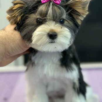 Master Grooming - Pet Groomers Near Me
