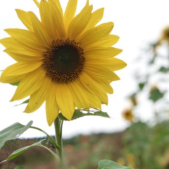 Echo Hill Orchards & Winery - Sunflower - Wine Tasting Room Near Me - Monson, Massachusetts