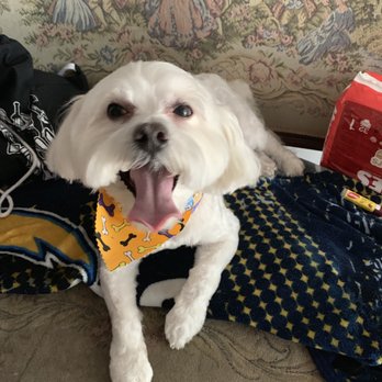 Doggie Grooming Mobile Spa - Pet Groomers Near Me Doggie Grooming Mobile Spa - Pet Groomers Near Me