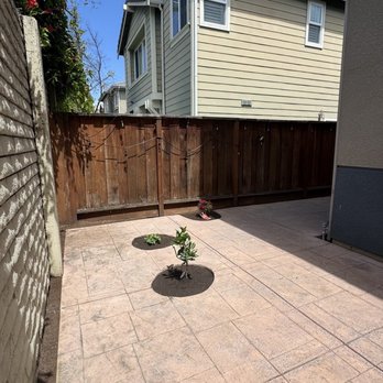 All In One - Orange and lemon tree saplings - Movers Near Me - Stanford, California