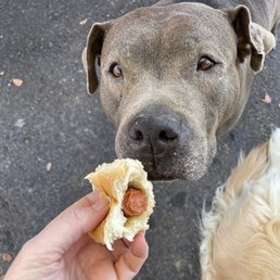 Thumper grubbing on his hot dog.