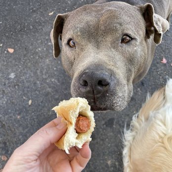 Marky’s Munchery - Thumper grubbing on his hot dog. - Food Stands Near Me - Alexandria, Virginia