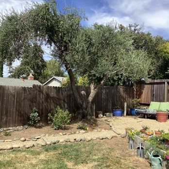 Fresh Air Tree Experts - Tree after pruning - Tree Services Near Me