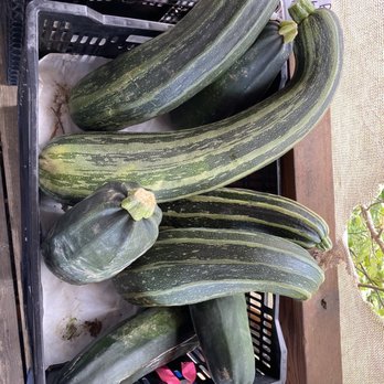 Cha New Life Garden - The biggest Zucchini's Ive ever seen! - Fruits & Veggies Near Me - Bellevue, Washington Cha New Life Garden - The biggest Zucchini's Ive ever seen! - Fruits & Veggies Near Me - Bellevue, Washington