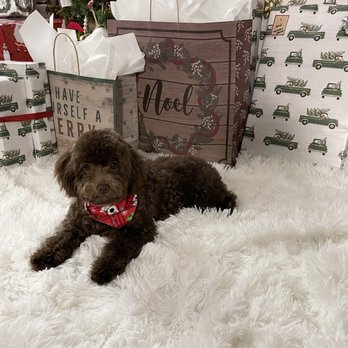 Puppy Cut Grooming - 7-month old toy poodle. Grooming and cut done by Julie. - Pet Groomers Near Me - North Highlands, California Puppy Cut Grooming - 7-month old toy poodle. Grooming and cut done by Julie. - Pet Groomers Near Me - North Highlands, California