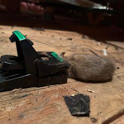 Bradenton Termite and Pest Control - Traps catching rats as the company failed to close the openings the rats used to get into the Attic.