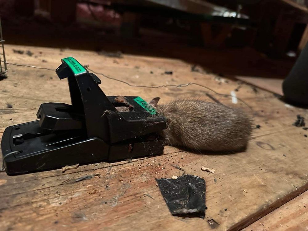 BRADENTON TERMITE AND PEST CONTROL Updated October 2024 22 Photos