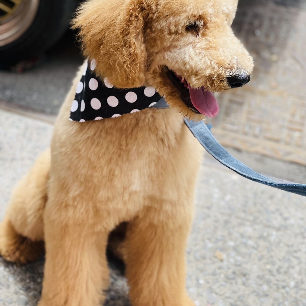 The Bark Shoppe - Fly pup - Pet Groomers Near Me - New York, New York