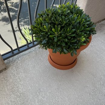 Armstrong Garden Centers - Dwarf Wheeler Pittosporum (Mock Orange) - Nurseries & Gardening Near Me - Newport Beach, California