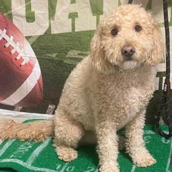 Care Animal Hospital - Finn