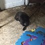 Tina's Pet Grooming