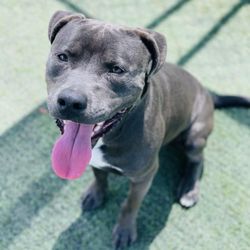Camp Schultz Dog Board and Play - This is young and super Energetic Pit, Creed.