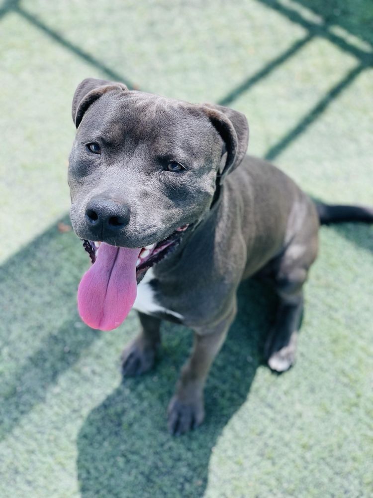 Camp Schultz Dog Board and Play - pet boarding facility in Bonita, CA