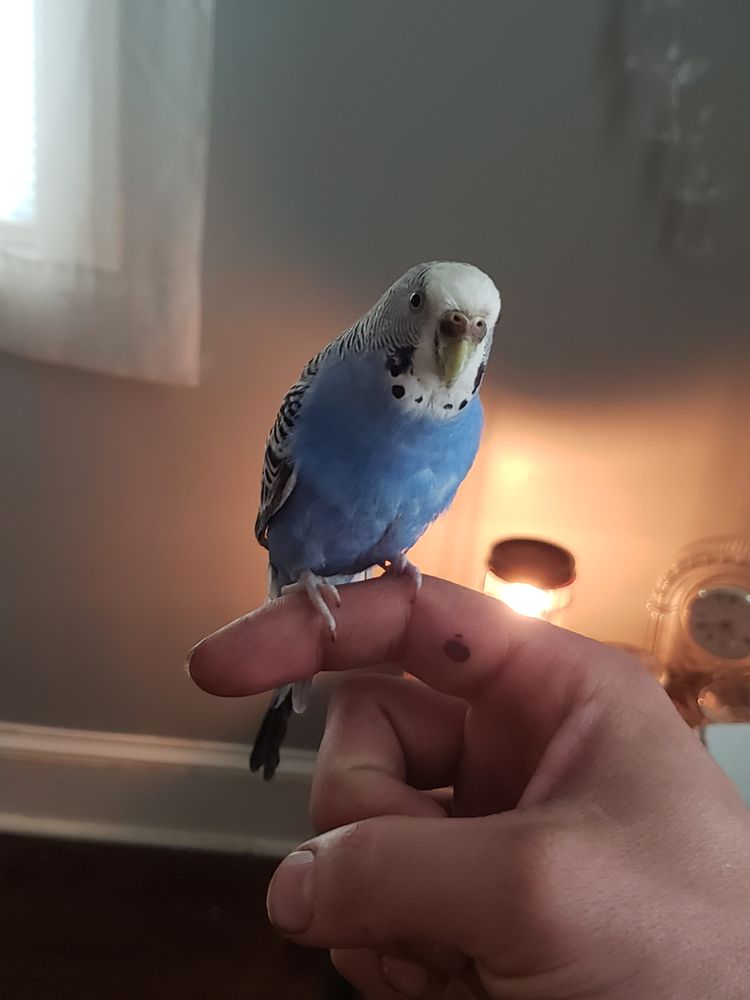 GLENCROFT VETERINARY HOSPITAL Updated August 2024 19 Reviews 4 E