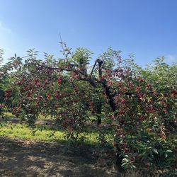 20 Valley Harvest Farms