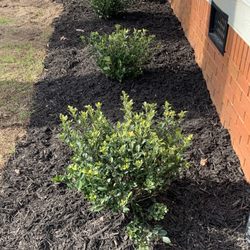 Frank A Smith Nurseries - Gardenia Bushes - 3 gallon