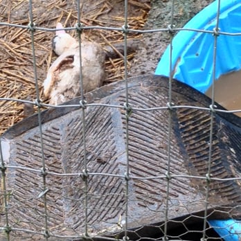 Fairbank Animal Farm - The duck was in very bad shape when we arrived and died during our visit.  The staff or 'farmers' did nothing. - Farmers Market Near Me - Edmonds, Washington