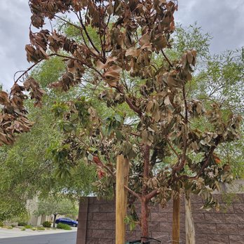 Moon Valley Nurseries - This was the second time we contacted Moon Valley about the tree last year in May. - Nurseries & Gardening Near Me - Las Vegas, Nevada Moon Valley Nurseries - This was the second time we contacted Moon Valley about the tree last year in May. - Nurseries & Gardening Near Me - Las Vegas, Nevada