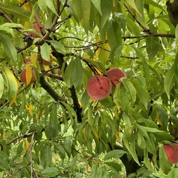 Mackintosh Fruit Farm - Peach tree - Farmers Market Near Me - Berryville, Virginia Mackintosh Fruit Farm - Peach tree - Farmers Market Near Me - Berryville, Virginia