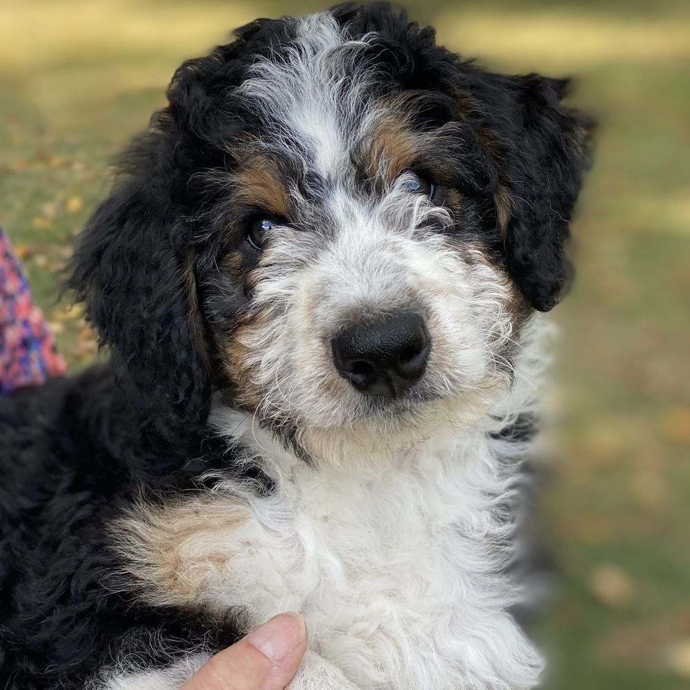 Doodle Patch Farm - Aussiedoodle pup F1. - Pet Breeders Near Me - Germantown, Ohio Doodle Patch Farm - Aussiedoodle pup F1. - Pet Breeders Near Me - Germantown, Ohio