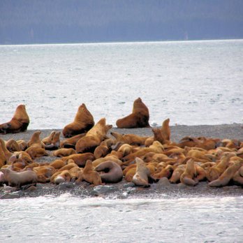 Weather Permitting Alaska - Stellar Sea Lions - Whale Watching Tours Near Me - Juneau, Alaska Weather Permitting Alaska - Stellar Sea Lions - Whale Watching Tours Near Me - Juneau, Alaska