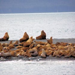 Weather Permitting Alaska - Stellar Sea Lions